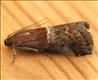 1440 (62.037) Acrobasis marmorea
